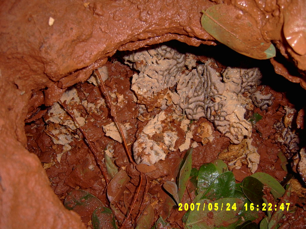 รังปลวกใต้ดิน